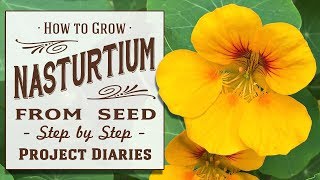 ★ How to Grow Nasturtium from Seed in Containers A Complete Step by Step Guide [upl. by Rosenzweig]