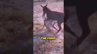 Why Donkeys Guard Farms Now [upl. by Carlotta]