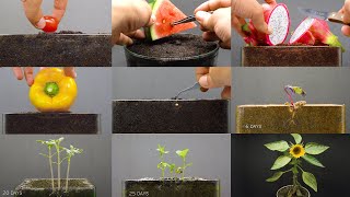 Growing Plants Compilation 1  155 Days Time Lapse [upl. by Gnod]