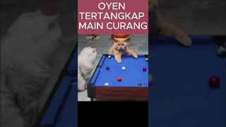 OYEN menang karna curng ternyata kucingkampung kucinggemoy kucinglucu kucingimut kucingcomell [upl. by Louise]