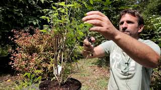 Shape pruning philadelphus after spring flowering  Burncoose [upl. by Teplica5]