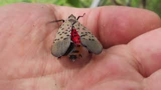 They’re really nasty’ Spotted lanternflies spread into Michigan from Ohio [upl. by Ianej]