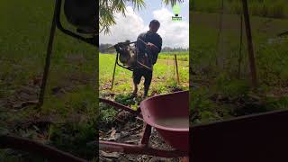 Portable irrigation makes farming a breeze farmer farmmachinery agrilife shorts [upl. by Berlin788]