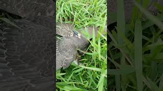 Peregrine Falcon Hunt Ixobrychus SinensisSHORTS [upl. by Jori]