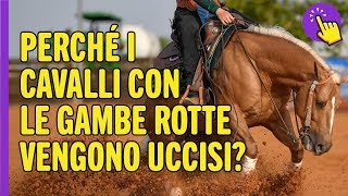 Perché i cavalli con le gambe rotte vengono uccisi  Informazione interessante  Tienilo a mente [upl. by Pool]