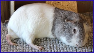 The most comfortable guinea pigs [upl. by Lurleen]