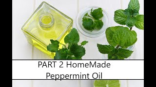 How To Make Peppermint Oil 😁PART 2 [upl. by Pattin]