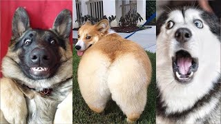 Vidéo des chien marrant et drôle  Compilation memes chien twitter et tik tok 2021 32 [upl. by Eatton105]