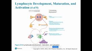 Chapter 21  lymphocyte development maturation and activation [upl. by Lime]