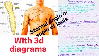 Sternal Angle  Angle of Louis simplified anatomy ☑️  Medical Medics [upl. by Irina96]