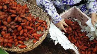 Snake Fruit Salacca wallichiana [upl. by Arriec]