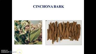 Cinchona Bark [upl. by Waverley]