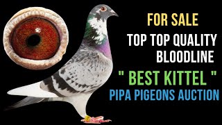 Brother Grizzle quot Best Kittel quot Top Class Racing Pigeon Bloodline For Sale In Pipa Pigeons Auction [upl. by Kolnos]