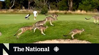 TheMoment a mob of kangaroos took over this golf course [upl. by Sessilu]