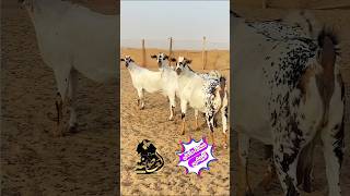 ماعز البيشي من مراح العاصفه عسى الله يبارك goat shorts [upl. by Neveda169]