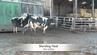 Video tutorial  How to inseminate a cow AI with KiwiCross genomic semen [upl. by Bounds157]