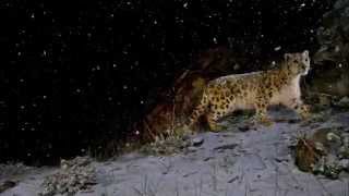 Top 10 Most Dangerous Nocturnal Animals In The World [upl. by Sarine234]