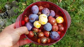 Gartenrundgang September 2020 Mini Kiwi Erdbeeren Tomaten Säulenbäume Nashi Birne und mehr [upl. by Steward]