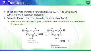 BioD07 Enzymes II Classification of enzymes 2020 2021 Arabic [upl. by Atcele]