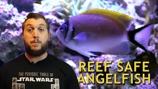 REEF SAFE ANGELFISH [upl. by Eedahs267]