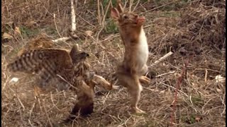 Goshawk tries to kill a rabbit goshawkrabbithunting [upl. by Hamo]