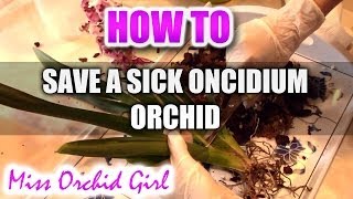 How to save a sick Oncidium type Orchid  First steps to a healthy recovery [upl. by Airetnohs]