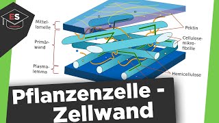 Die Zellwand  Bestandteile der Pflanzenzelle  Aufbau Funktion  Zellwand einfach erklärt [upl. by Atinomar]