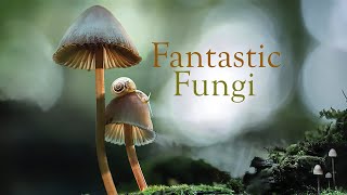 Fantastic Fungi Official Film Trailer  Moving Art by Louie Schwartzberg [upl. by Gilchrist]