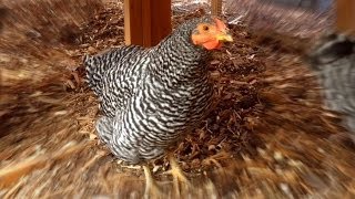 HELP Strange Sounds from our Hen Is this a normal Chicken Sound [upl. by Nileuqcaj]