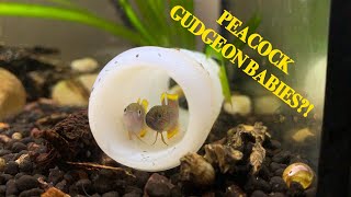 How to Breed Peacock Gudgeons Step by Step [upl. by Sinoda]