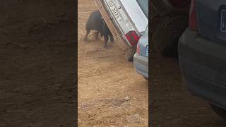 💥TORO VUELVA COCHE EN MALAGA DEL FRESNO💥 shortvideo shorts youtubeshorts youtube [upl. by Gherlein135]