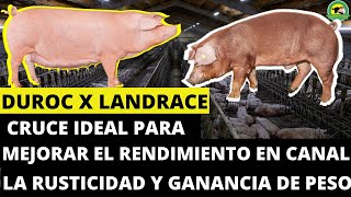 DUROC❌LANDRACECruce Ideal Para Mejorar El Rendimiento En CanalRusticidad Y Ganancia De Peso [upl. by Alurd]