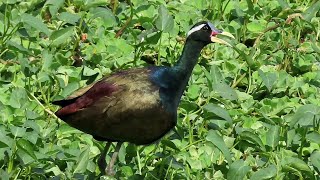 Calls of a Bronze Winged Jacana [upl. by Aninat]