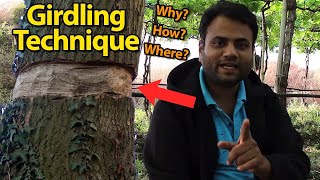 What is girdling and why it is very important in fruit plants   Tastykhana   Kishanell [upl. by Solorac]