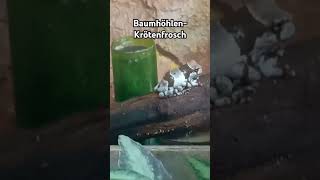 BaumhöhlenKrötenfrosch frog amphibien amphibia frosch tiere animals shortvideo shorts [upl. by Redyr]