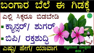 Sadapushpa Uses in Kannada  ನಿತ್ಯ ಕಣಗಿಲೆ ಸದಾ ಪುಷ್ಪ ಎಷ್ಟು ಉಪಯೋಗಕಾರಿ  Sadapushpa Flower Benefits [upl. by Amand]