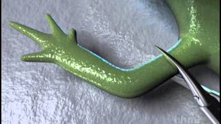 Salamander Limb Regeneration — HHMI BioInteractive Video [upl. by Kone]