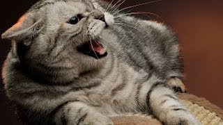 How to Deal with an Aggressive Cat  Cat Care [upl. by Eltsyrhc292]