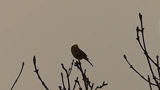 Yellowhammer [upl. by Htabmas2]