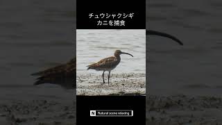 チュウシャクシギ カニを捕食 Whimbrel チュウシャクシギ 野鳥 干潟 wildanimals shorts [upl. by Kado459]