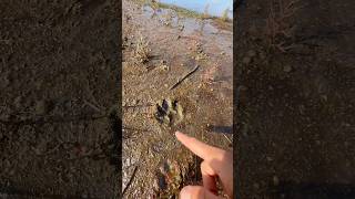 Qui a vu le sanglier  😱 nature vlog humour exploration wildlife [upl. by Yelik686]