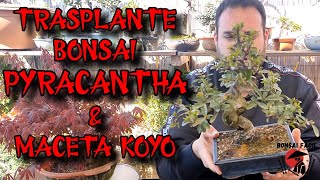 Trasplantar bonsai piracanta a maceta Koyo  Bonsai Facil [upl. by Ahsauqal]