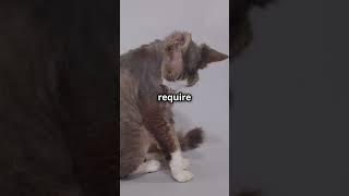 The Playful Devon Rex cats pets pawsandwhiskers dog [upl. by Laamak]