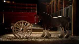 Budweiser Clydesdale Commercial  High Definition [upl. by Fabiano]