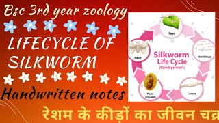 रेशम के कीड़ों का पालन part2LIFECYCLE OF SILKWORMBOMBYX MORIBSC 3rd YEAR ZOOLOGY PAPER1NOTES [upl. by Eisaj]