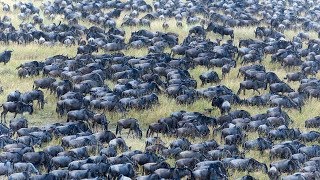 The Great Wildebeest migration explained An animation [upl. by Euqnom]