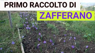 ZAFFERANO Raccolta essiccazione e conservazione Guida completa [upl. by Chivers]