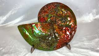 146quot Brilliant Ammonite Fossil Preserved In Precious Ammolite 197485 [upl. by Settera586]