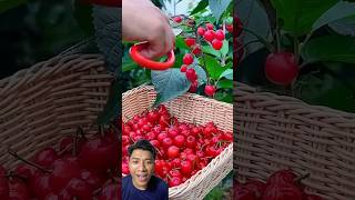 MEMETIK BUAH DIKEBUN NENEK vegetables satisfying fruit fruitcutting [upl. by Michigan]