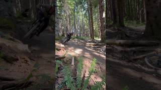 Predator aboard the new Stumpjumper 15 Tiger Mtn specializedbikes mtb shorts mtblife bikereview [upl. by Salbu]